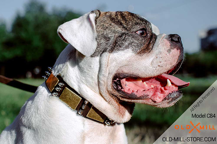 American Bulldog Collar with Vintage Massive Plates and Spikes