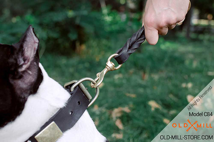 Dog Collar with D-Ring for Leash attachment