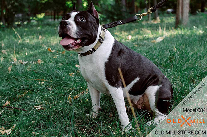 1.5 inch wide Leather Dog Collar for Amstaff