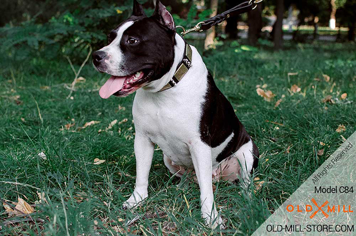 Amstaff Collar with Old Massive Plates and Spikes