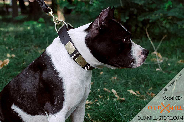 Amstaff Leather Dog Collar - Gladiator Style