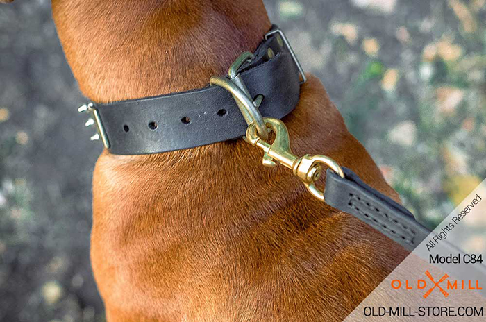 Dog Collar with D-Ring for Leash attachment