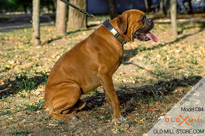 Gorgeous Vintage Dog Collar for Boxer