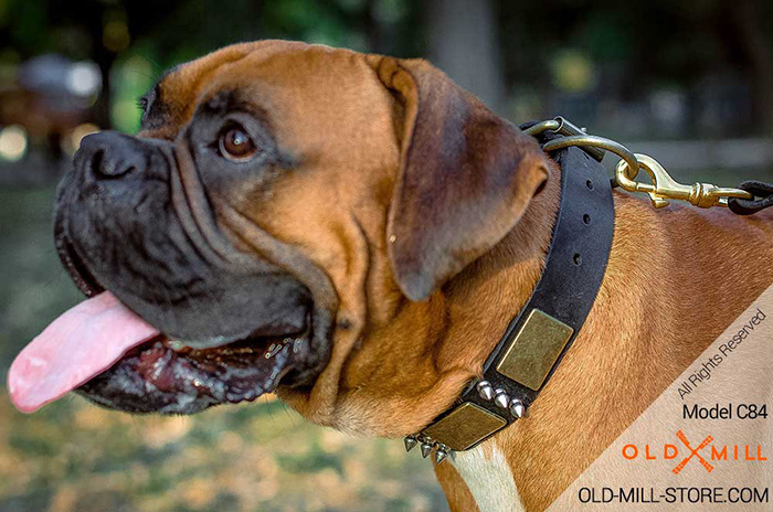 Boxer Collar with Old Massive Plates and Spikes