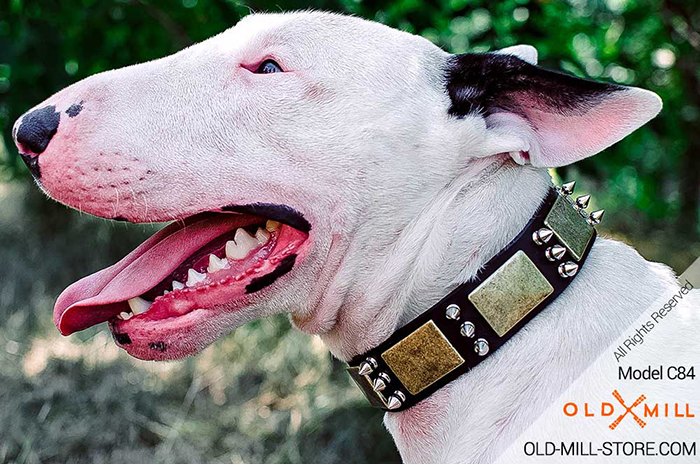 English Bull Terrier Collar with Old Massive Plates and Spikes