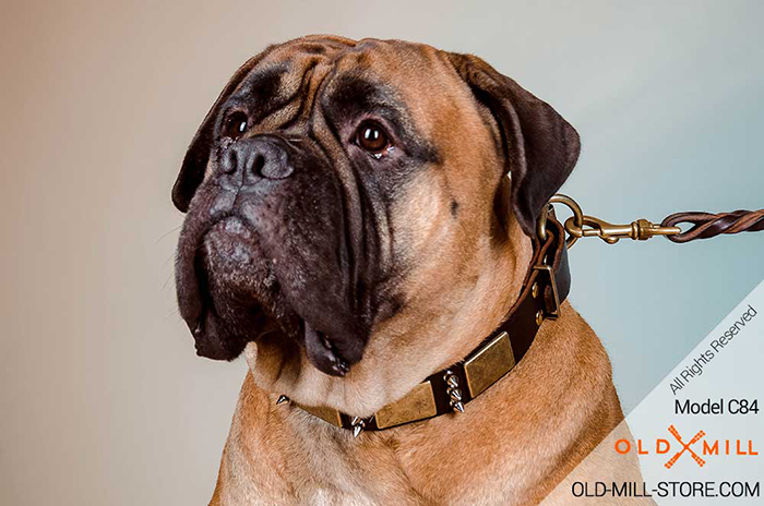 Decorated with Spikes and Plates Leather Collar for your Bullmastiff