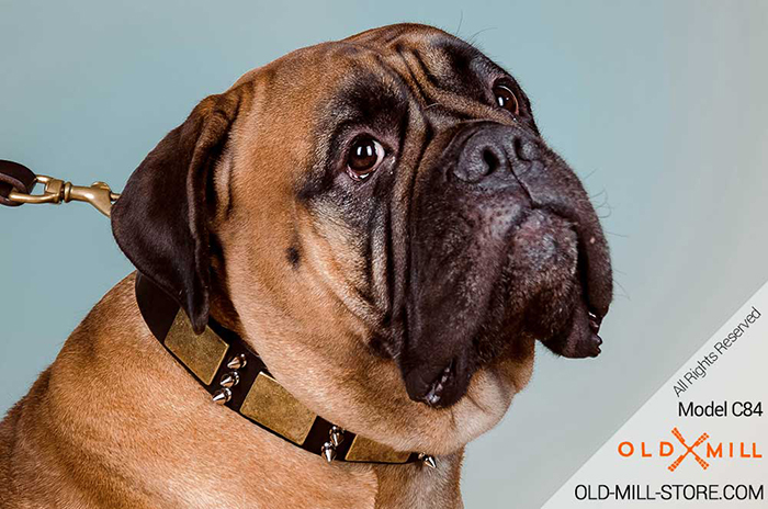 Gladiator-Style Leather Dog Collar for Bullmastiff