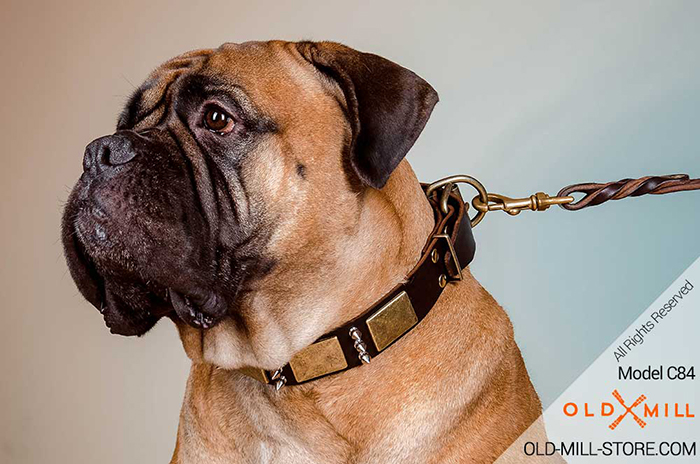 Bullmastiff Collar with Vintage Massive Plates and Spikes