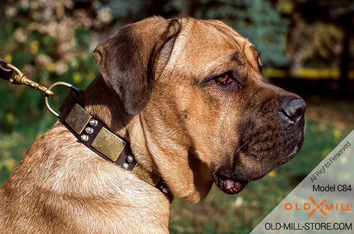 Spiked Leather Dog Collar for Cane Corso