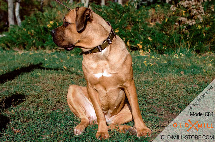 Decorated with Spikes and Plates Leather Collar for your Cane Corso