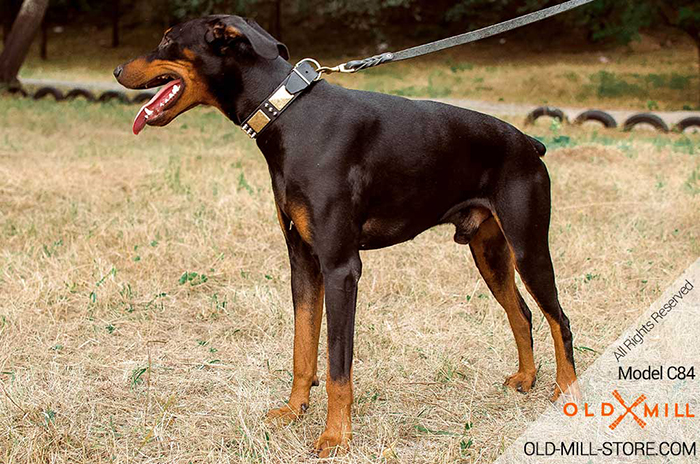 Doberman Leather Dog Collar - Gladiator Style