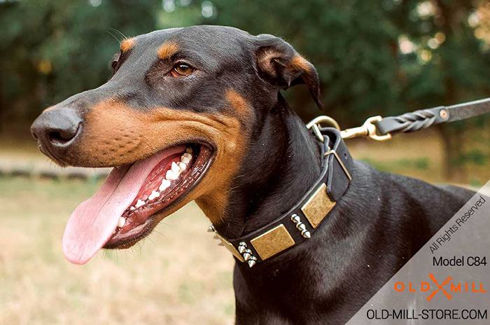 Doberman Collar with Old Massive Plates and Spikes