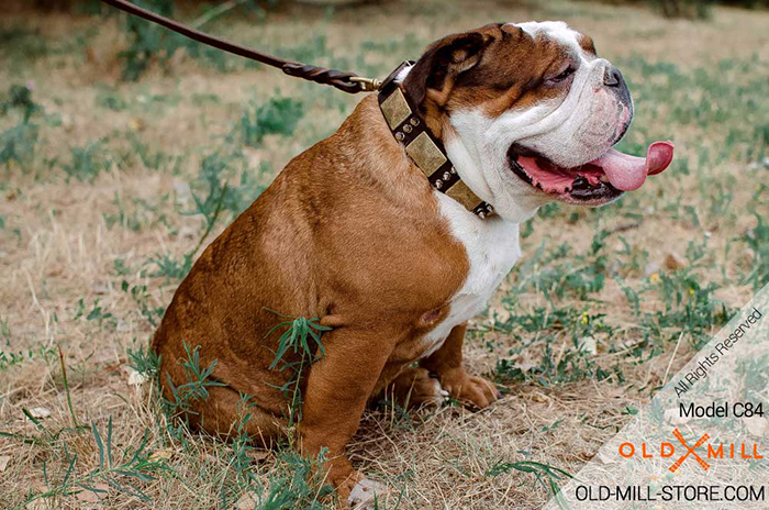 Spiked Leather Dog Collar for English Bulldog