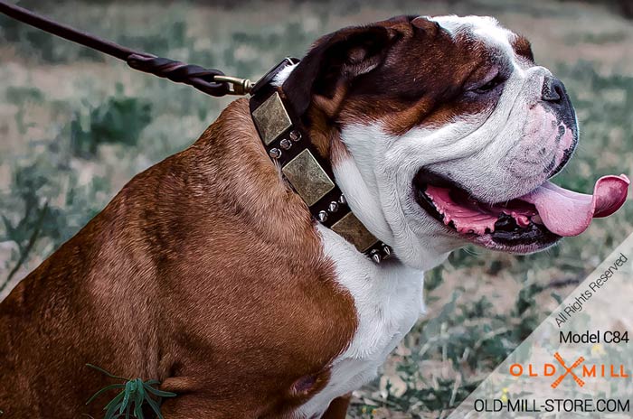 English Bulldog Collar with Spiked and Vintage Plates