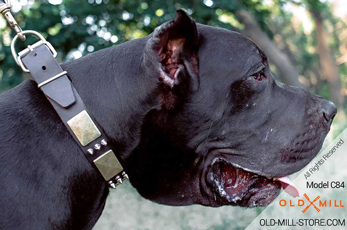 Decorated with Spikes and Plates Leather Collar for your Great Dane
