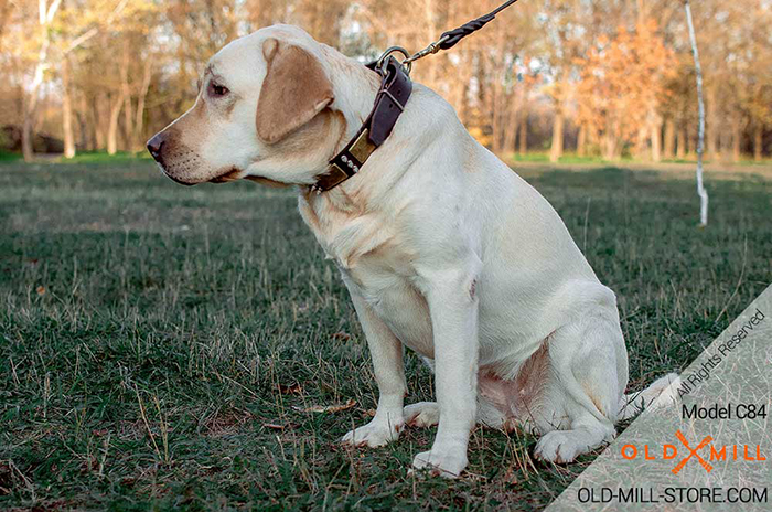 Spiked Leather Dog Collar for Labrador