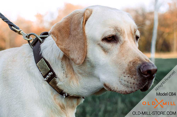 Labrador Collar with Old Massive Plates and Spikes