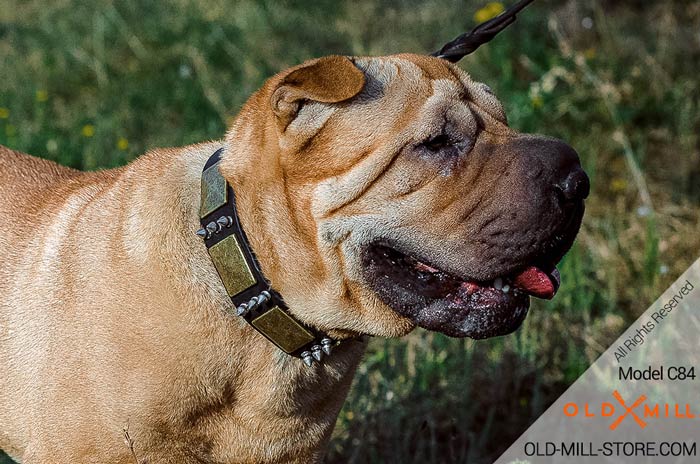 War Dog Collar for Shar-Pei