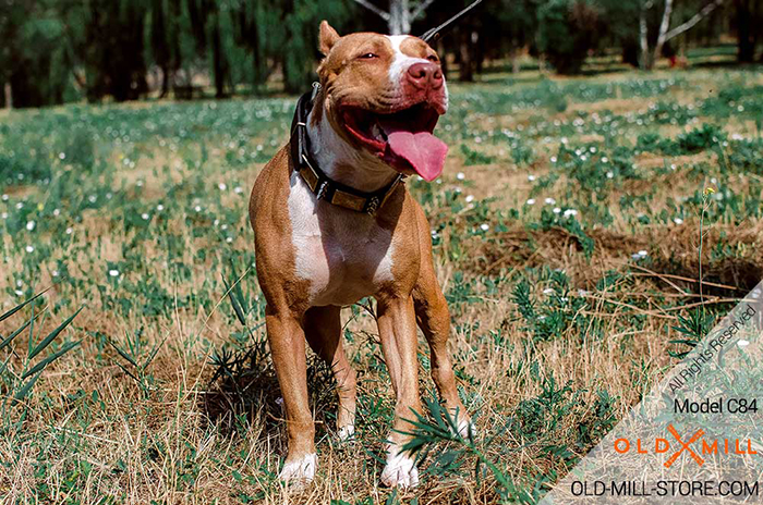 Gladiator-War-Style Leather Dog Collar for Pitbull