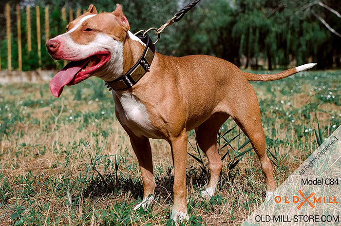 Pitbull Collar with Vintage Massive Plates and Spikes