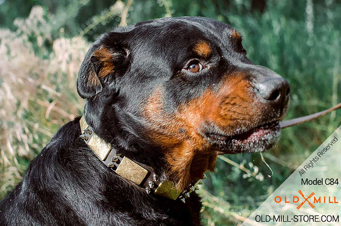 Decorated with Spikes and Plates Leather Collar for your Rotty