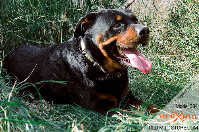 Spiked Leather Dog Collar for Rottweiler