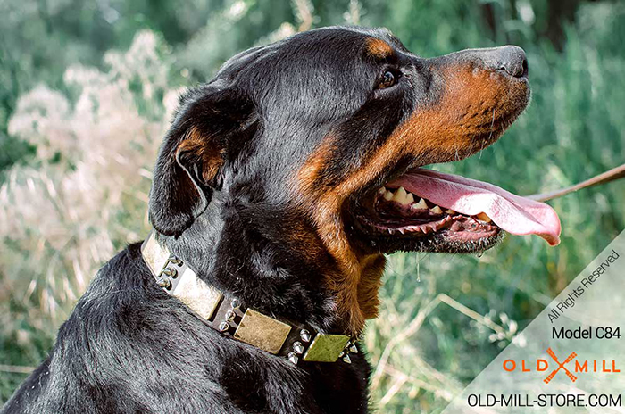 Rottweiler Collar with Old Massive Plates and Spikes
