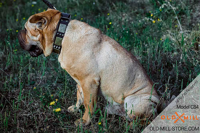 Spiked Leather Dog Collar for Shar Pei