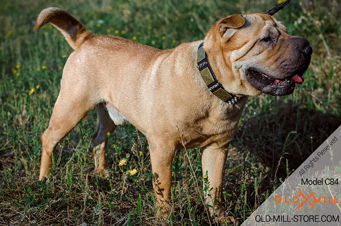 Decorated with Spikes and Plates Leather Collar for your Shar Pei