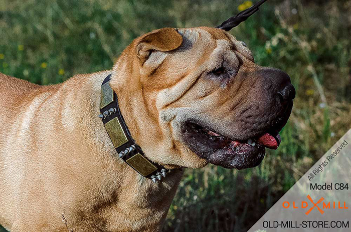 Shar Pei Collar with Vintage Massive Plates and Spikes