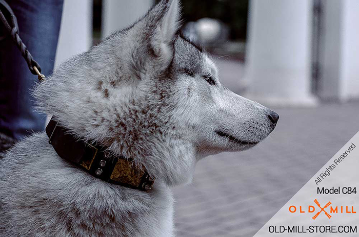 Siberian Husky Collar with Old Massive Plates and Spikes