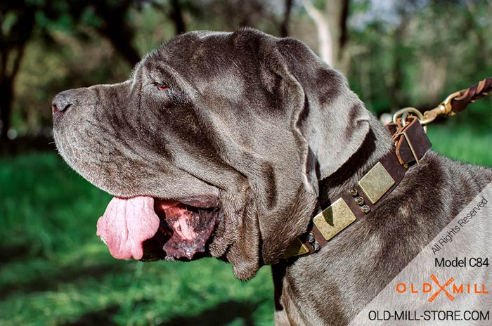 Mastiff Collar with Vintage Massive Plates and Spikes