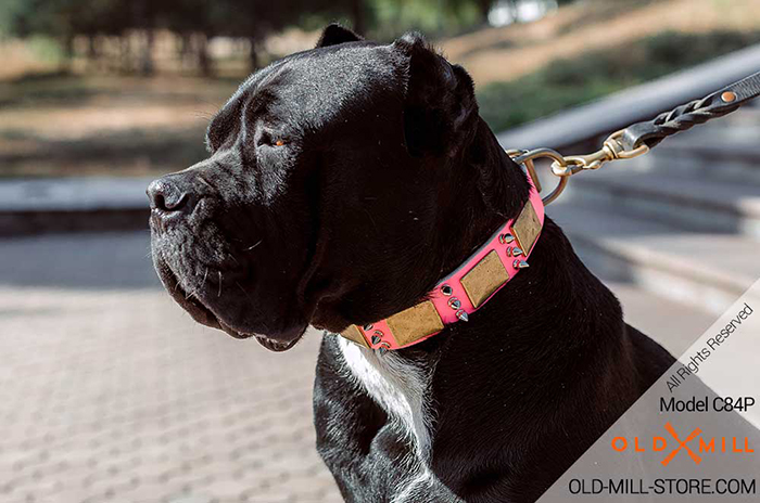 Buy Spiked Leather Cane Corso Collar for your Female Dog
