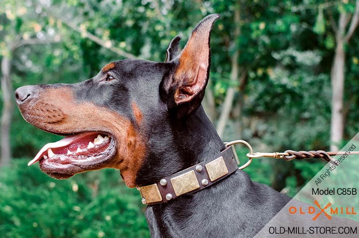 Doberman Collar with Vintage Plates and Studs