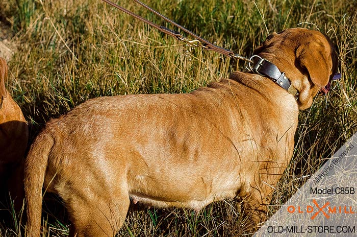 Fancy Leather Dog Collar for Dogue de Bordeaux Breed