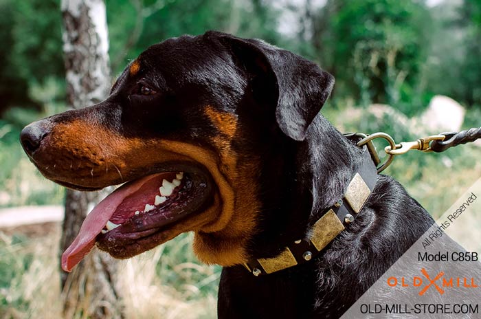 Leather Rottweiler Collar with Studs and Brass Plates