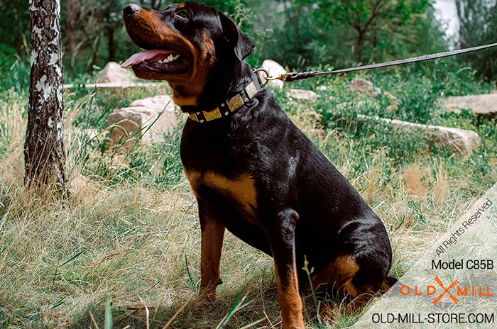Wide Rottweiler Collar with Old Brass Plates