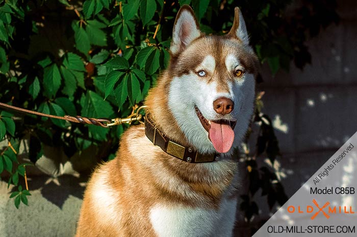 Vintage Leather Dog Collar for Siberian Husky