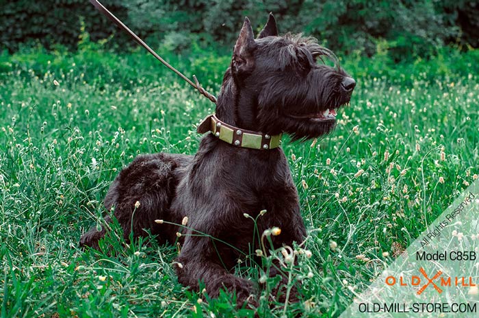 Wide Riesenschnauzer Collar with Old Brass Plates