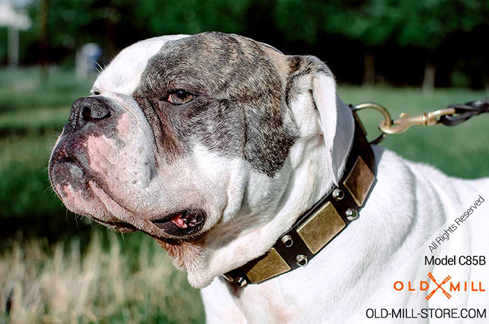 American Bulldog Collar with Vintage Plates and Studs