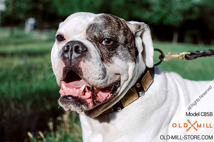 Wide Bulldog Collar with Vintage Brass Plates