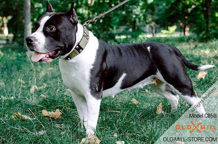 Wide Amstaff Collar with Old Brass Plates