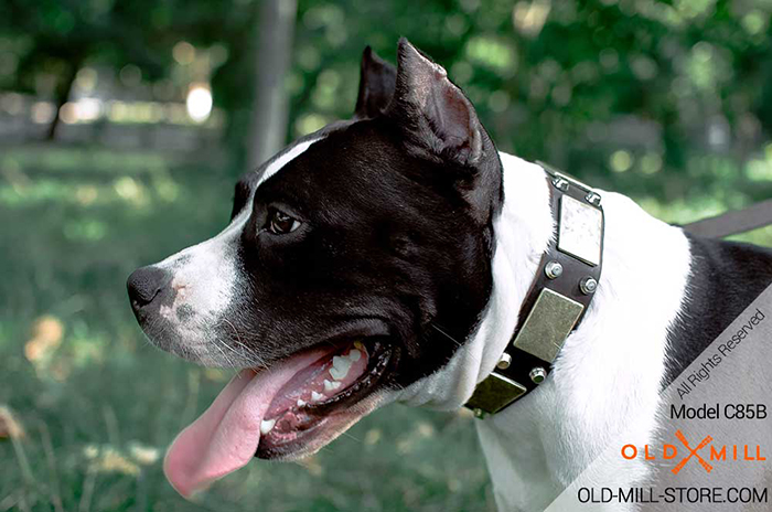 Amstaff Collar with Vintage Plates and Studs