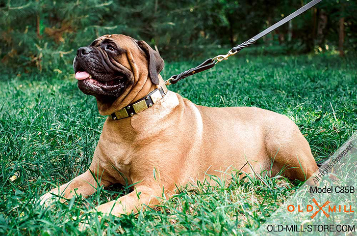 1 1/2 inch Wide Bullmastiff Collar with Old Brass Plates