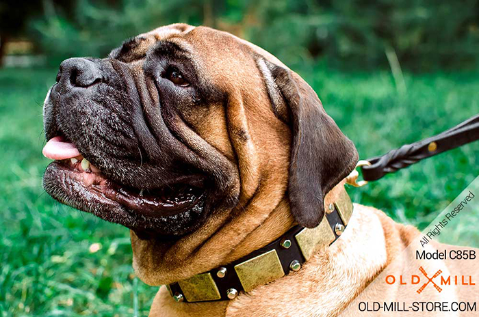 Bullmastiff Collar with Vintage Plates and Studs