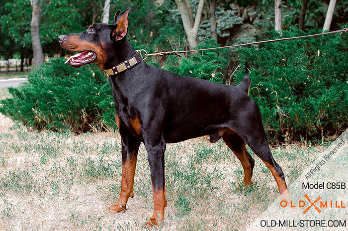 Wide Doberman Collar with Old Brass Plates