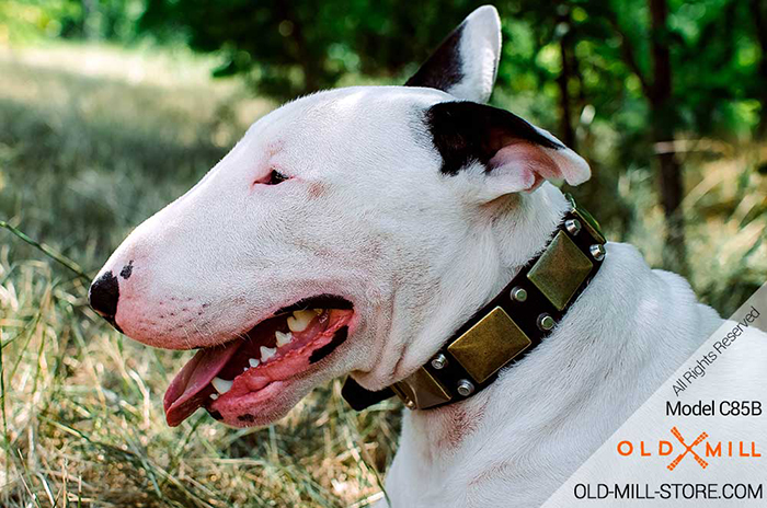 English Bull Terrier Collar with Vintage Plates and Studs