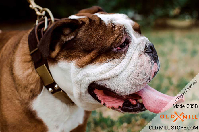 English Bulldog Collar with Vintage Plates and Studs