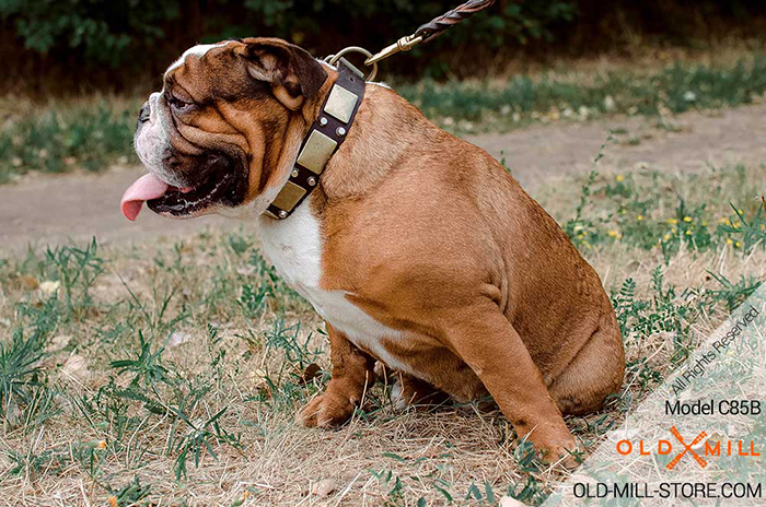 1 1/2 inch Wide English Bulldog Collar with Massive  Plates