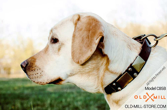 Royal Design Leather Labrador Collar 